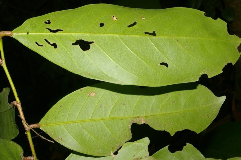 Hymenopus operculipetalus photo 3