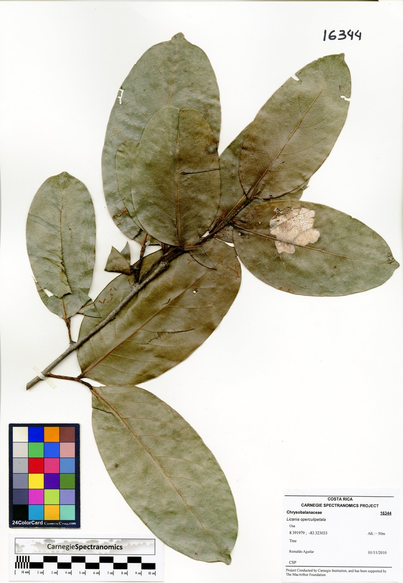 Hymenopus operculipetalus photo 4