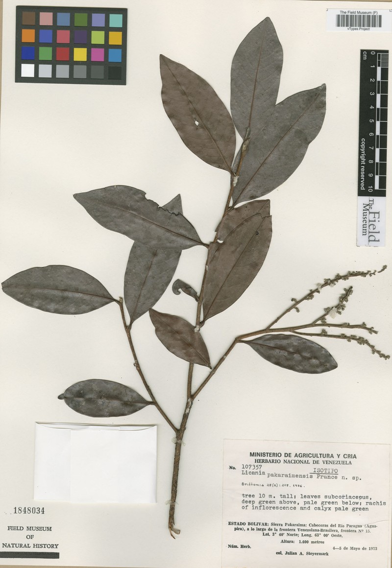 Hymenopus pakaraimensis