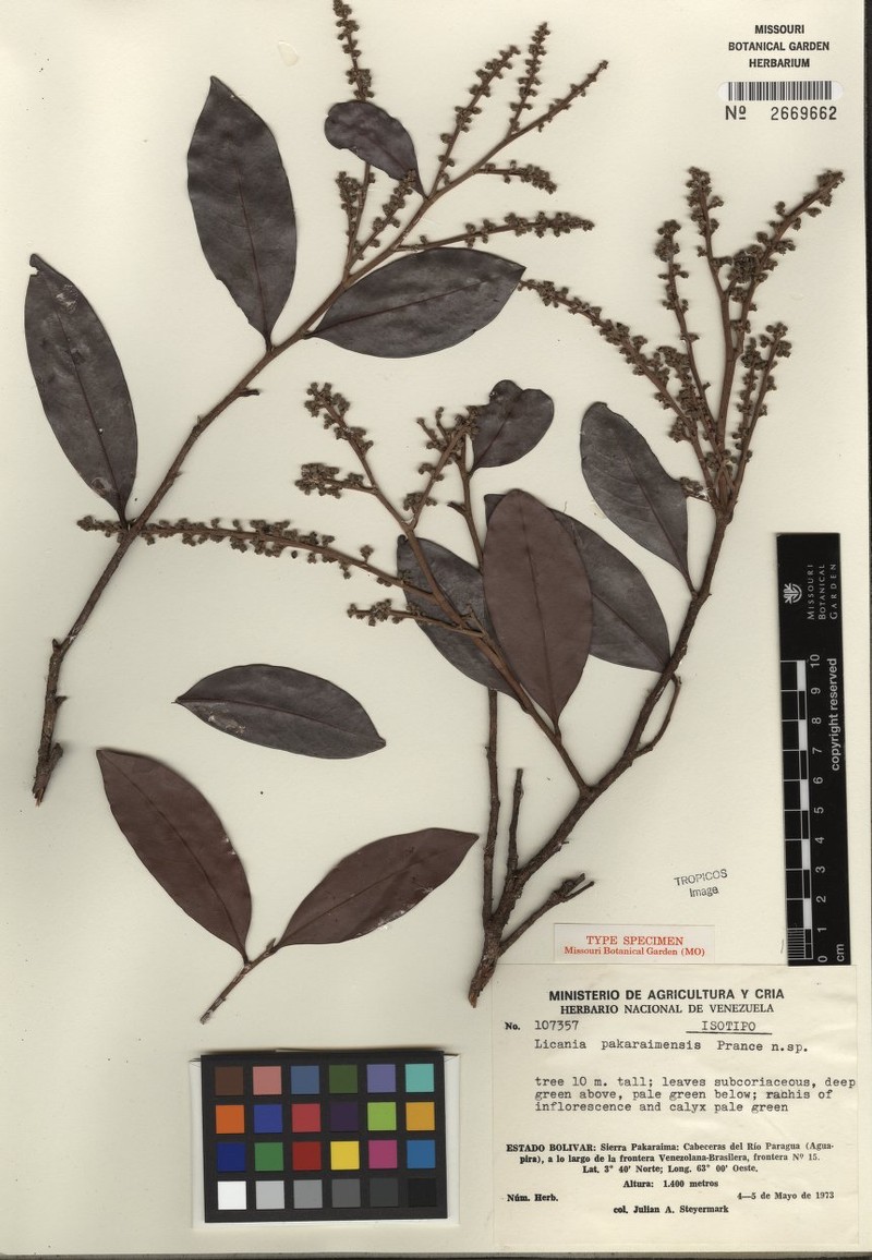 Hymenopus pakaraimensis photo 2