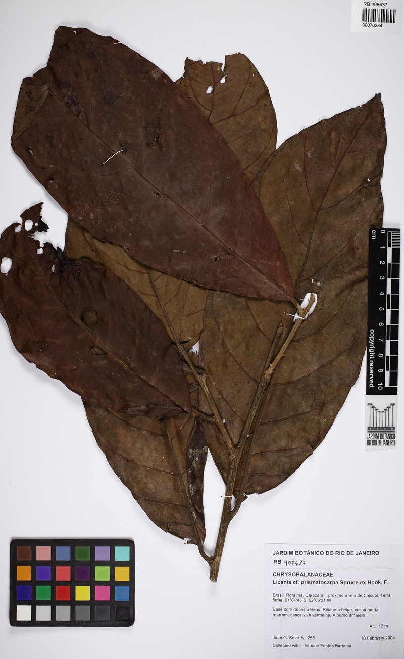 Hymenopus prismatocarpus