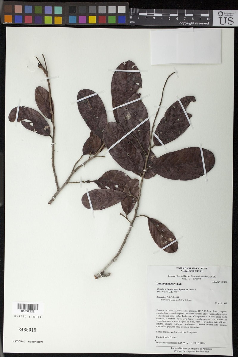 Hymenopus prismatocarpus photo 2