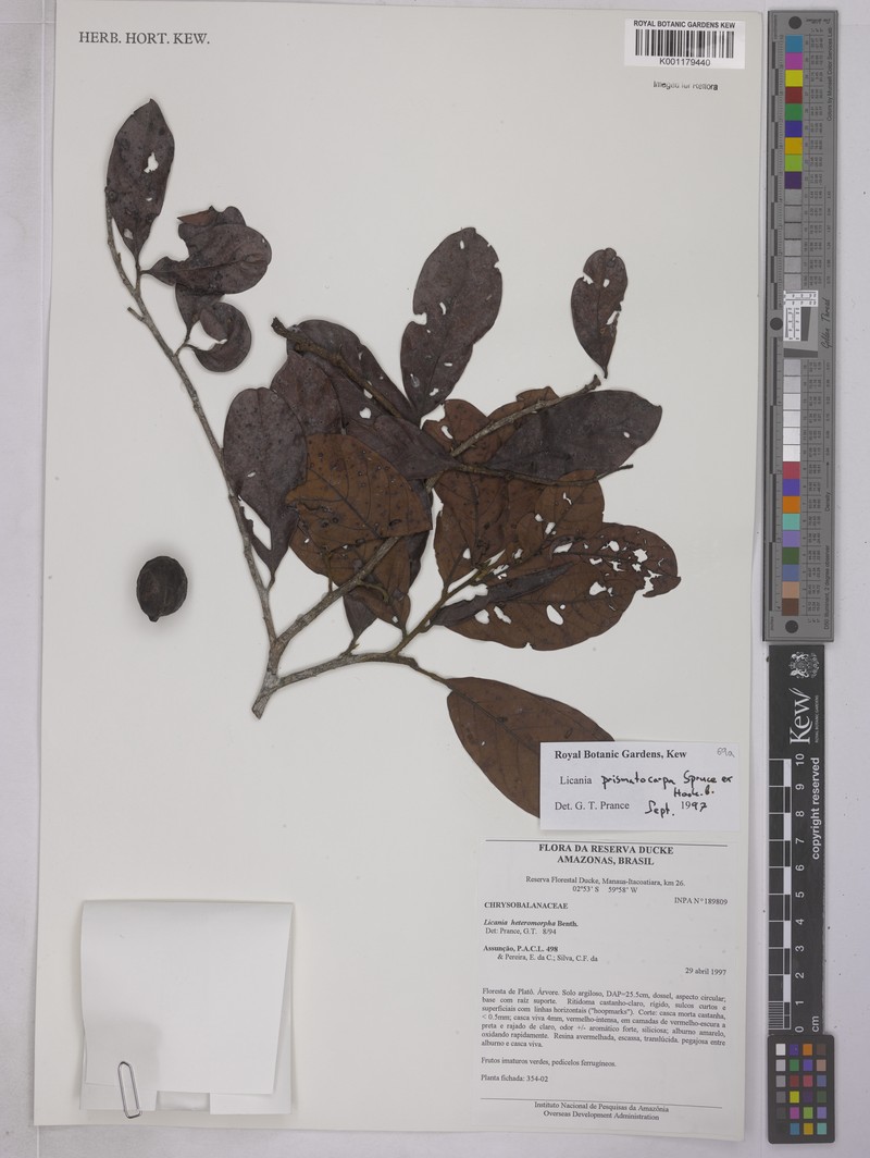 Hymenopus prismatocarpus photo 3