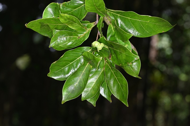 Hymenopus reticulatus