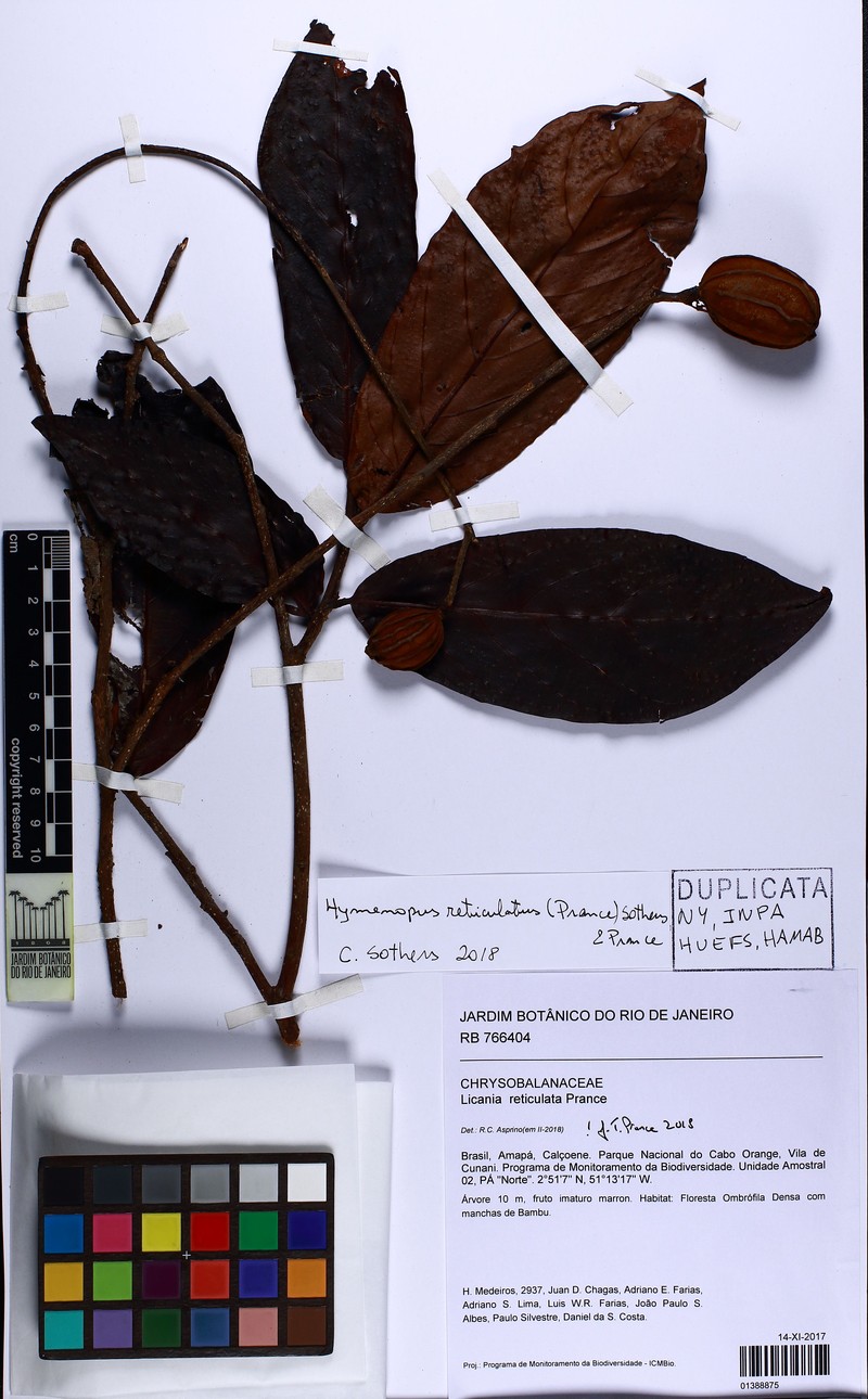 Hymenopus reticulatus photo 2