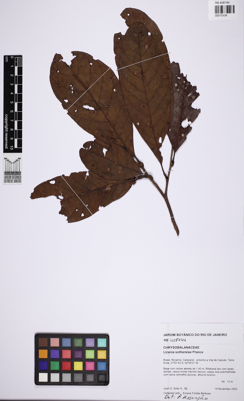 Hymenopus sothersiae