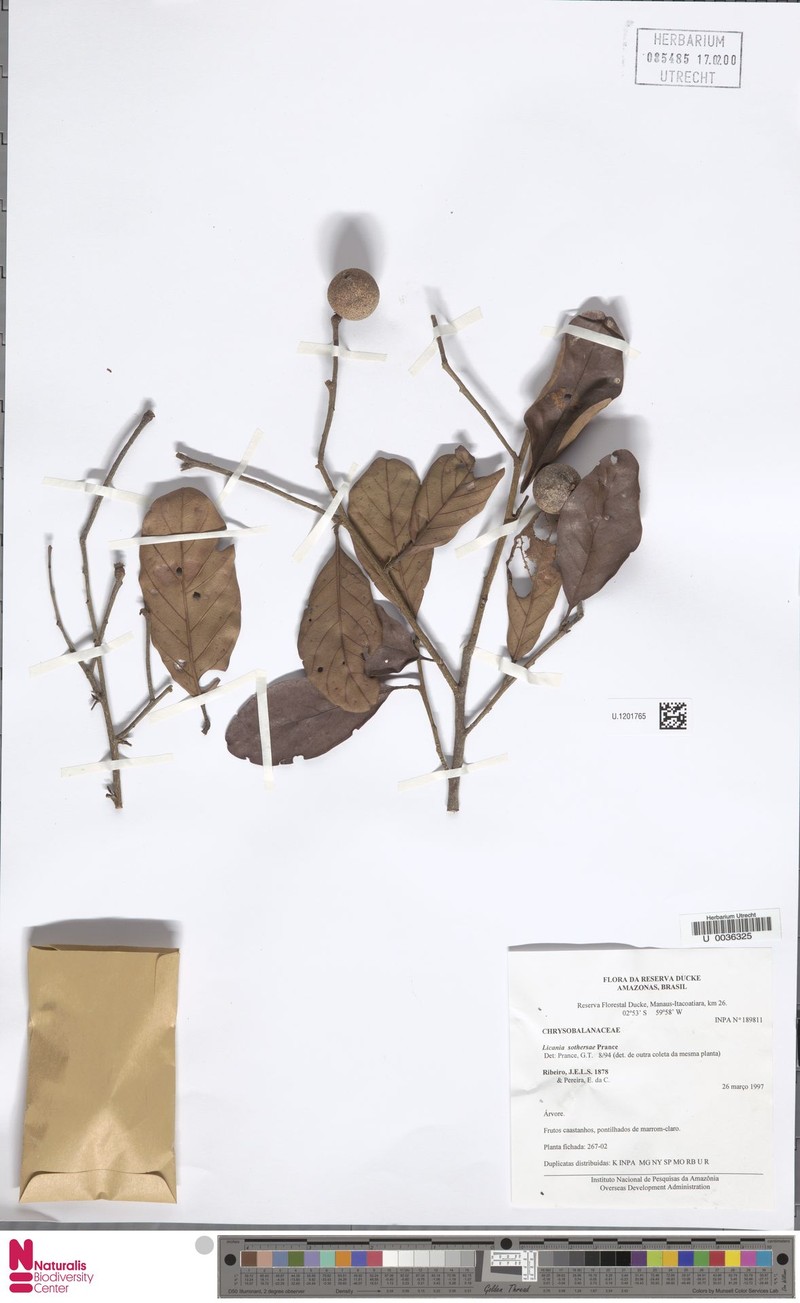Hymenopus sothersiae photo 2