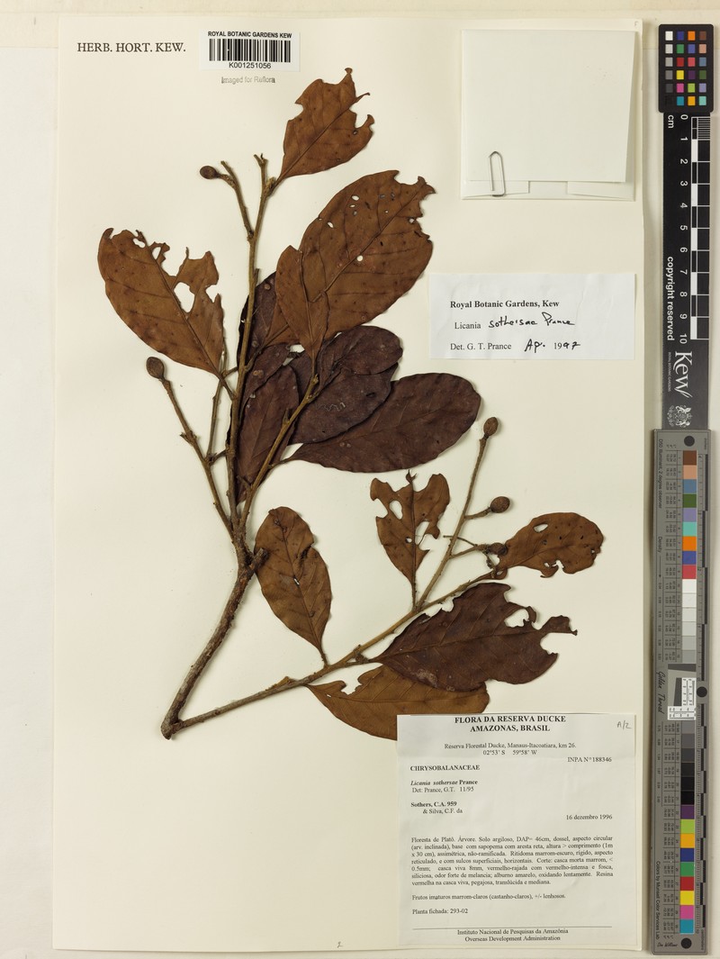 Hymenopus sothersiae photo 4