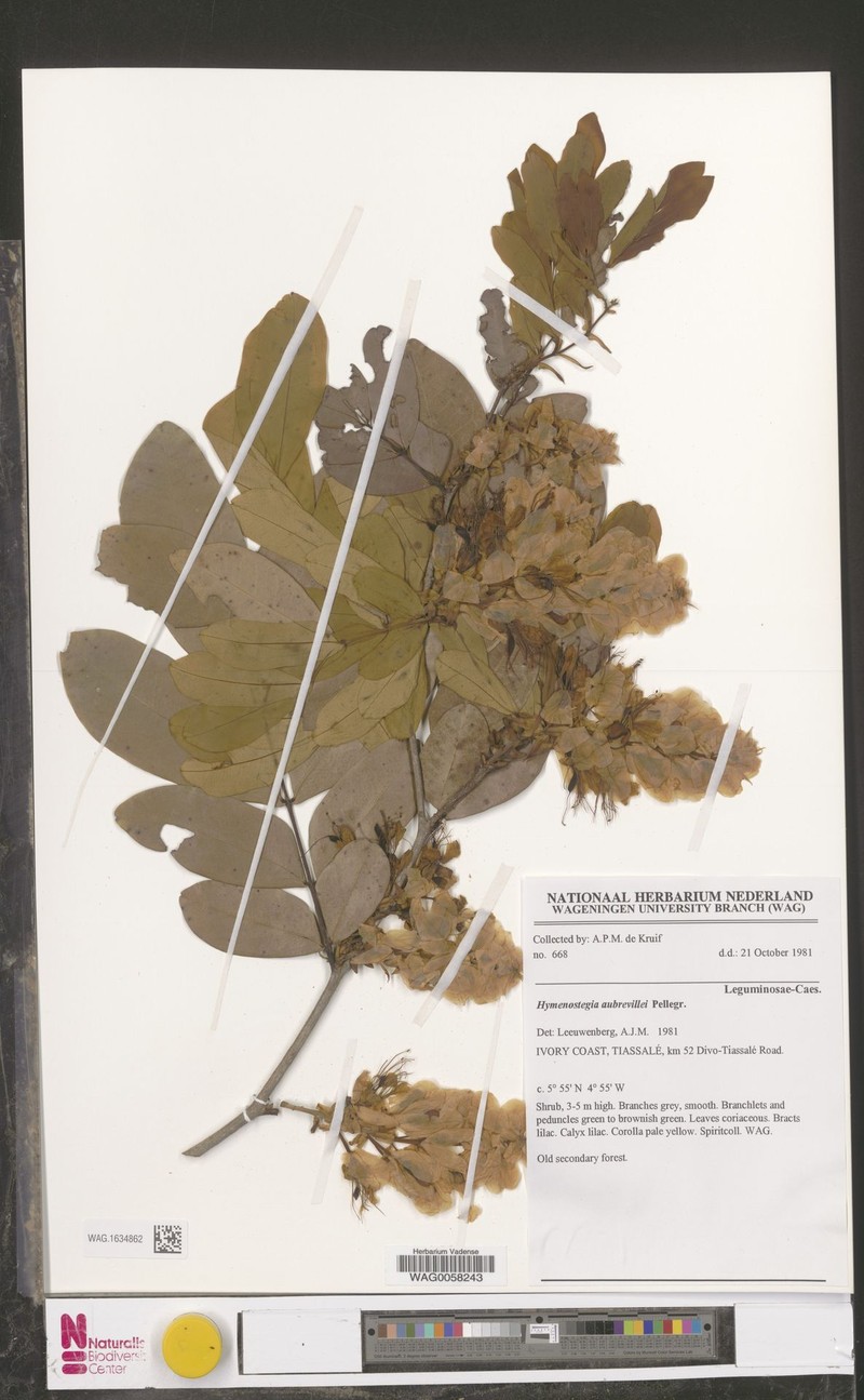 Hymenostegia aubrevillei