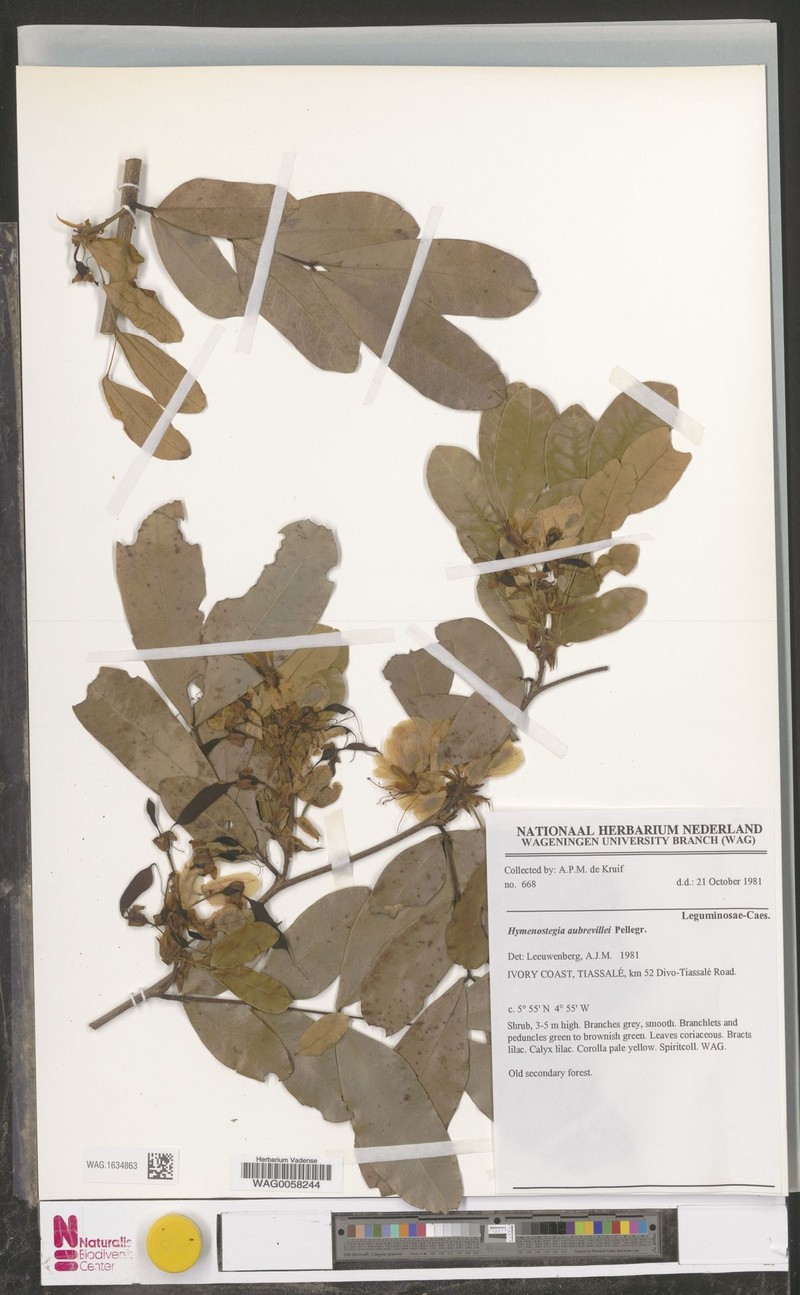 Hymenostegia aubrevillei photo 2