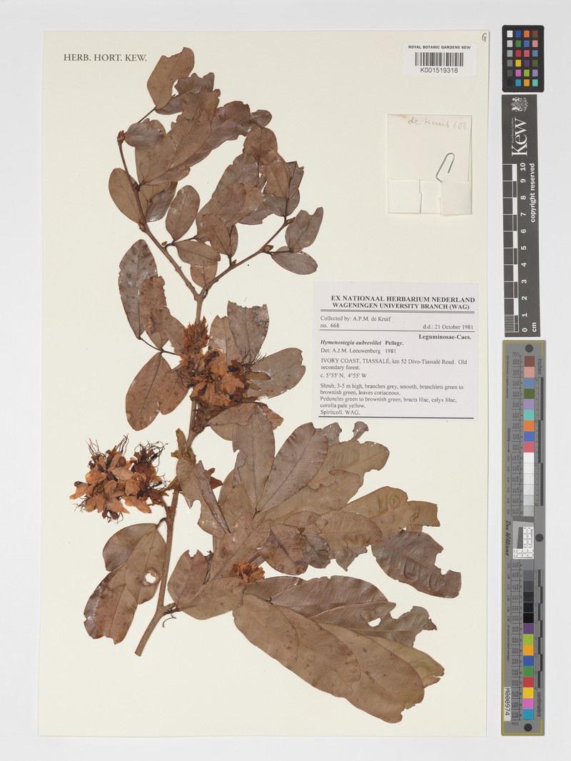 Hymenostegia aubrevillei photo 3