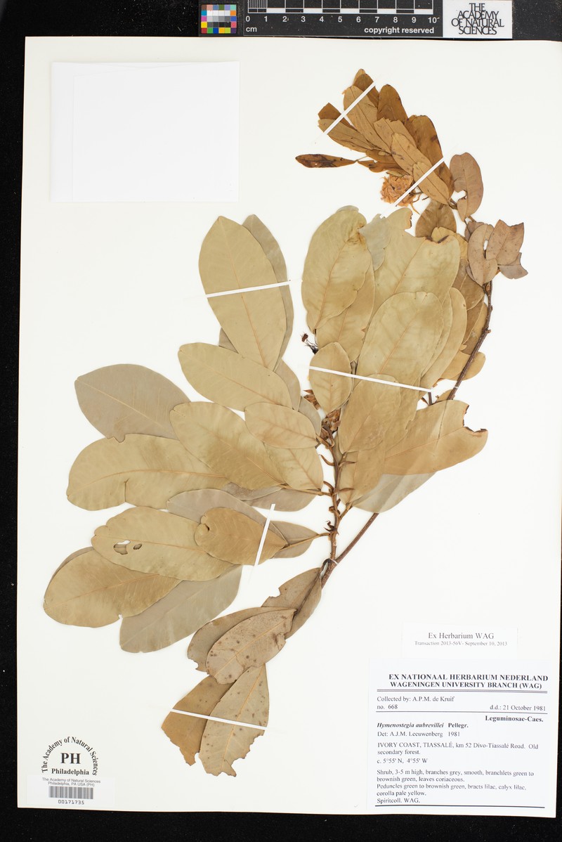 Hymenostegia aubrevillei photo 4