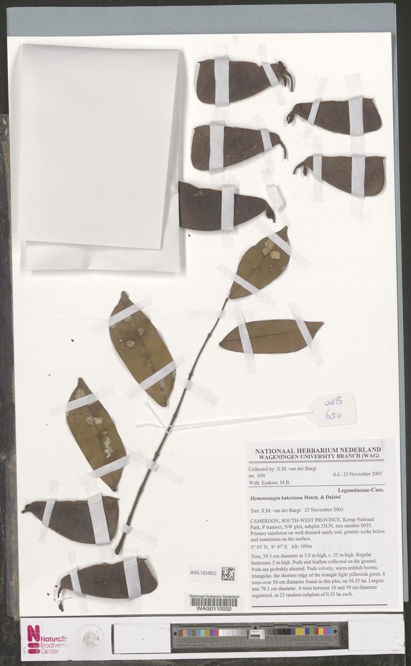 Hymenostegia bakeriana photo 2