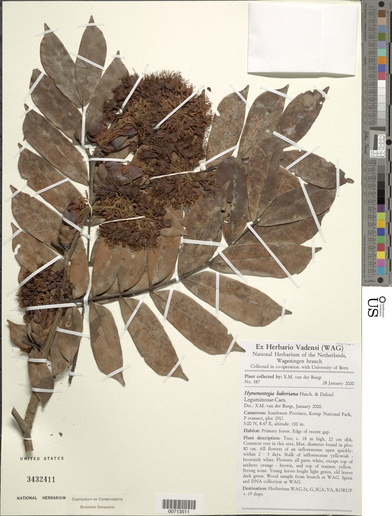 Hymenostegia bakeriana