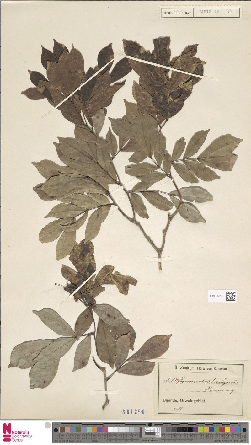 Hymenostegia brachyura