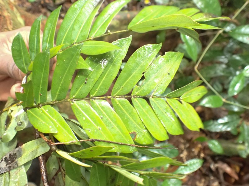 Hymenostegia elegans