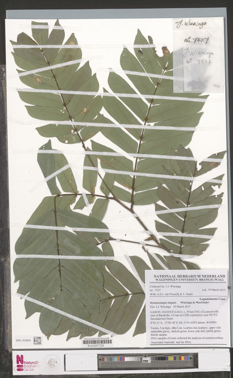 Hymenostegia elegans photo 2