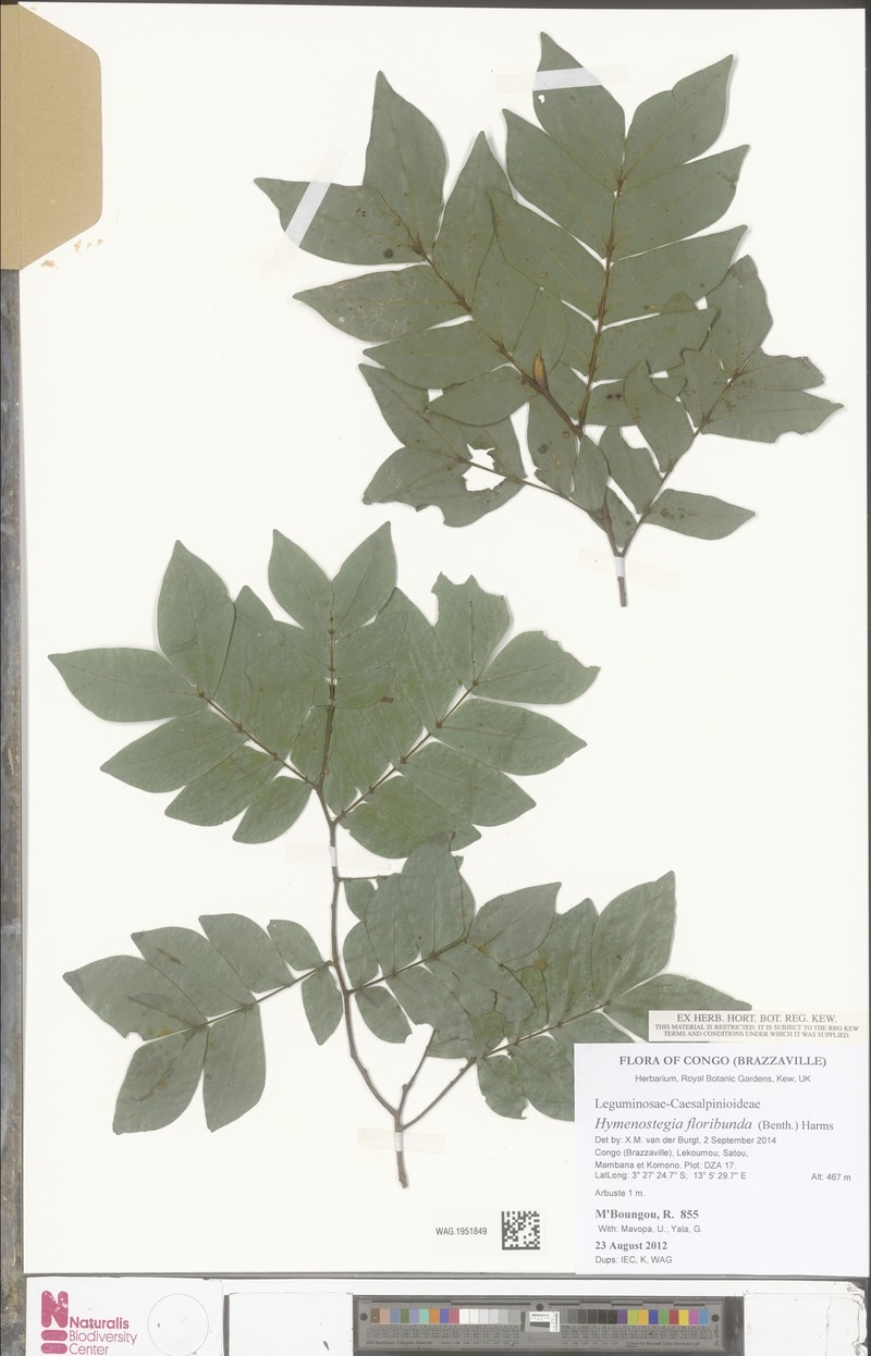 Hymenostegia floribunda photo 2