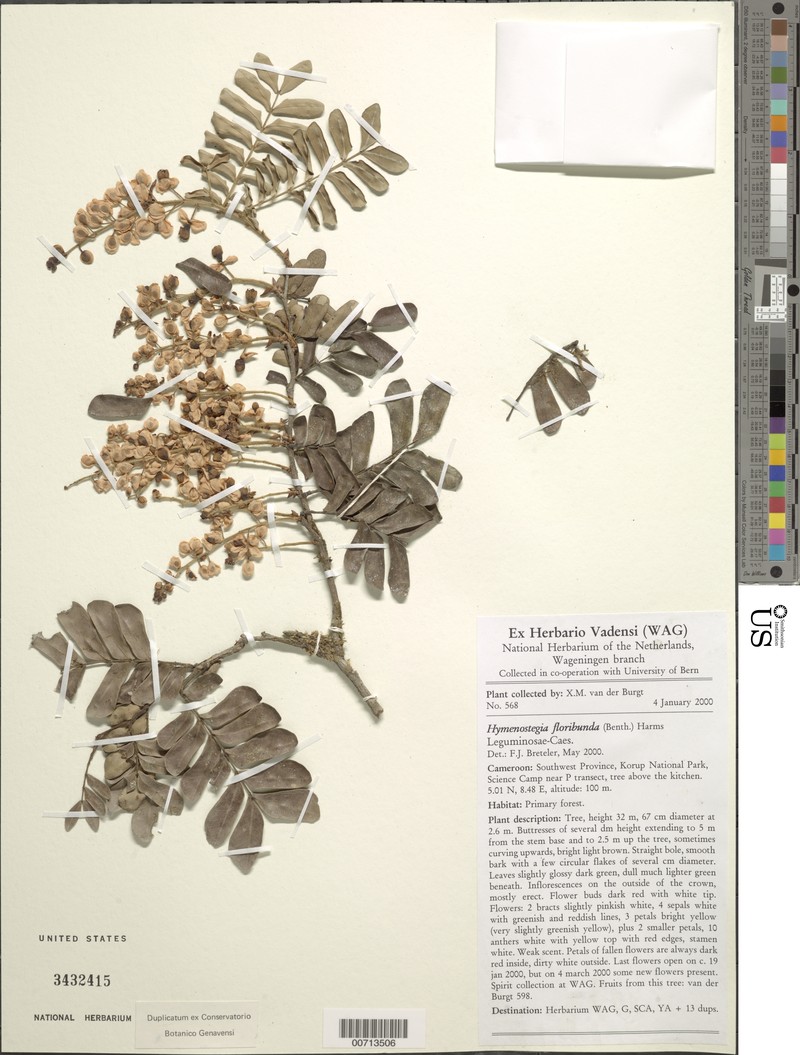 Hymenostegia floribunda