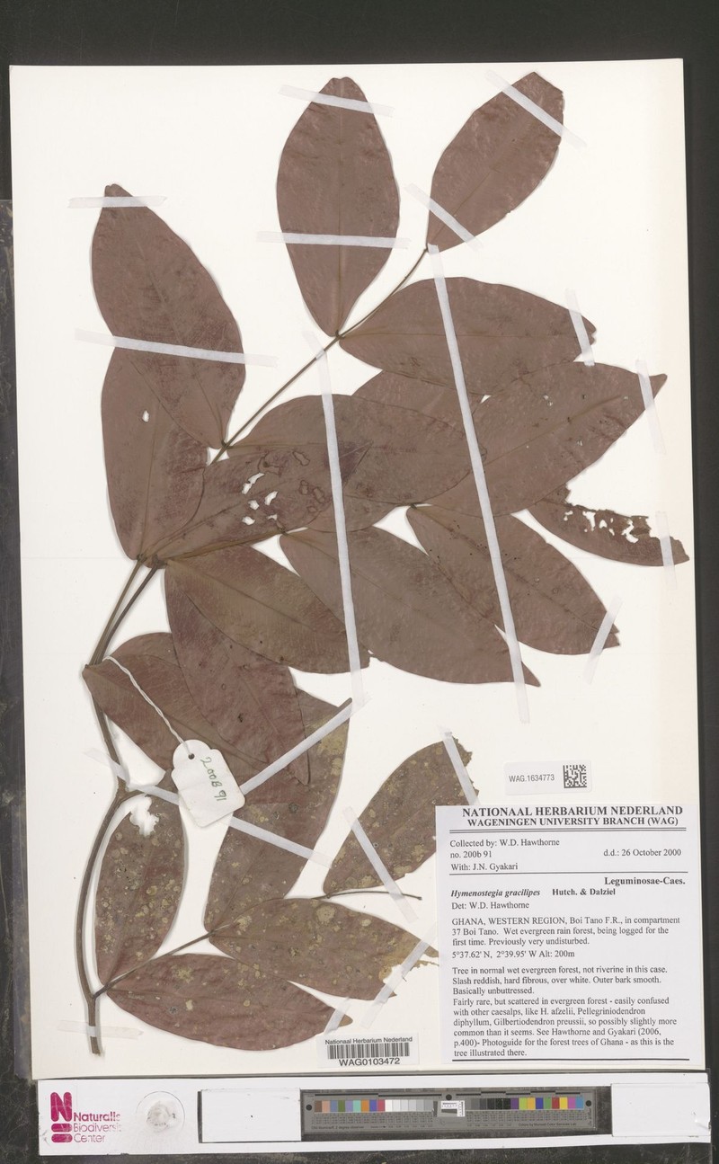 Hymenostegia gracilipes photo 2