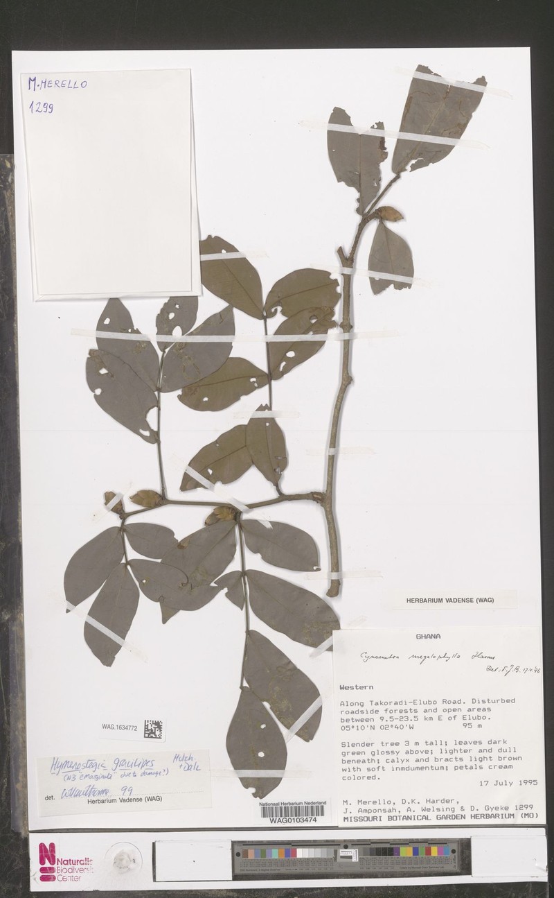 Hymenostegia gracilipes photo 3