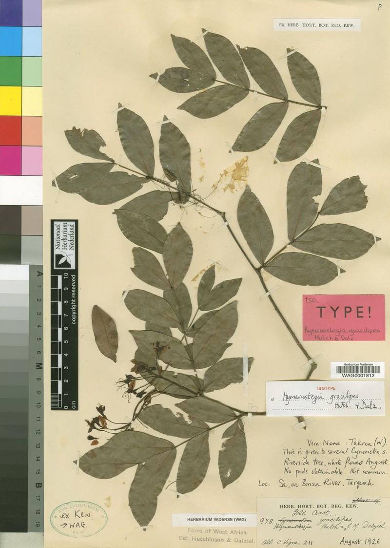Hymenostegia gracilipes photo 4