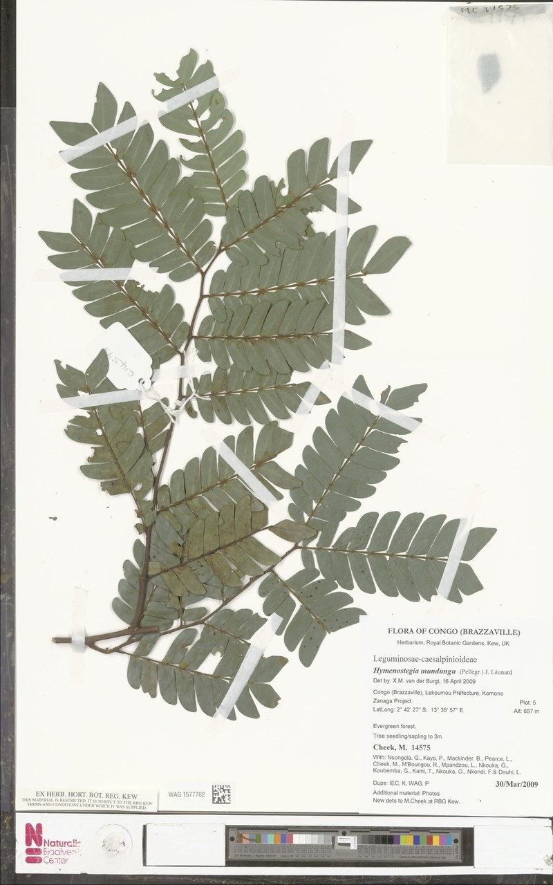 Hymenostegia mundungu