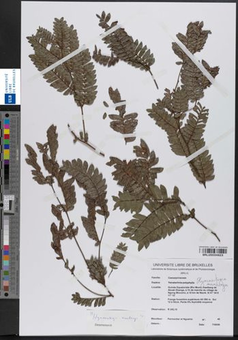 Hymenostegia mundungu photo 2