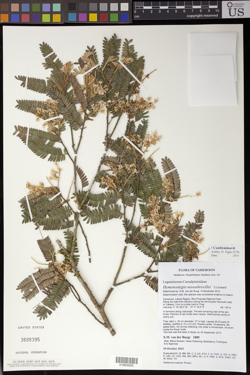 Hymenostegia neoaubrevillei