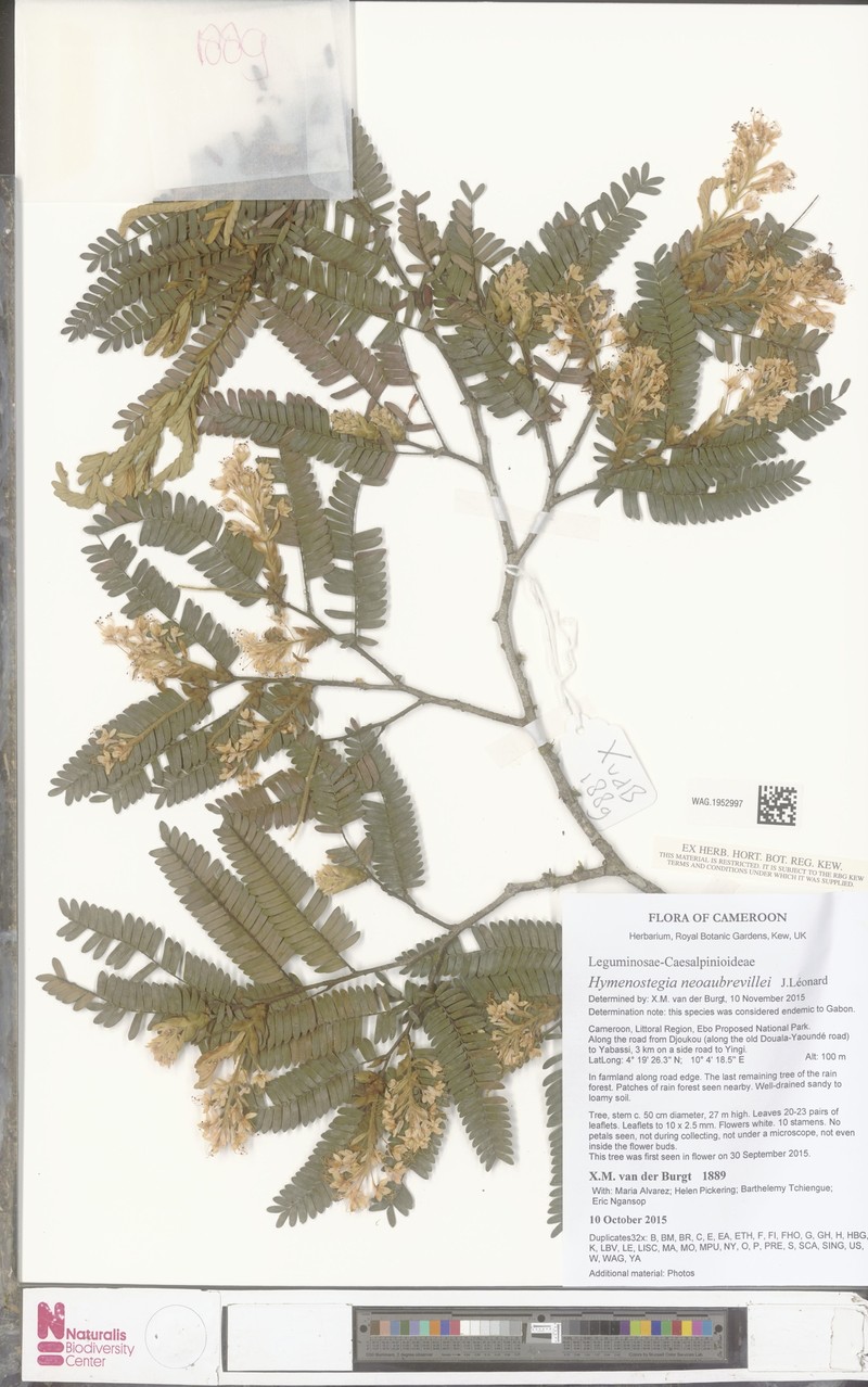Hymenostegia neoaubrevillei photo 2