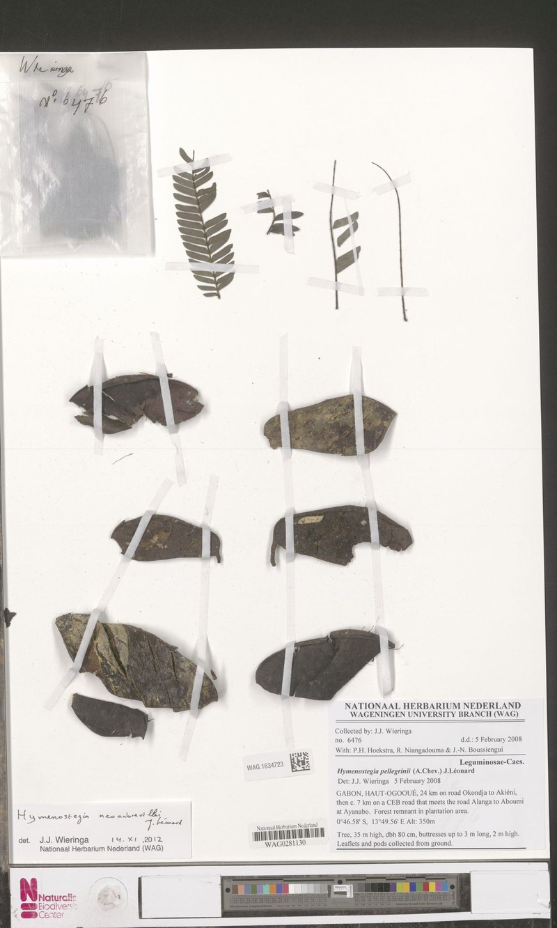 Hymenostegia neoaubrevillei photo 3