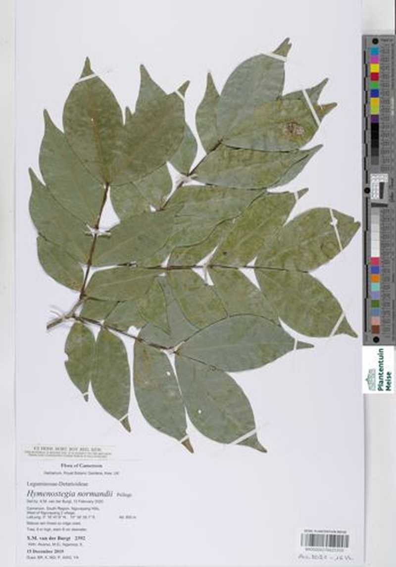 Hymenostegia normandii