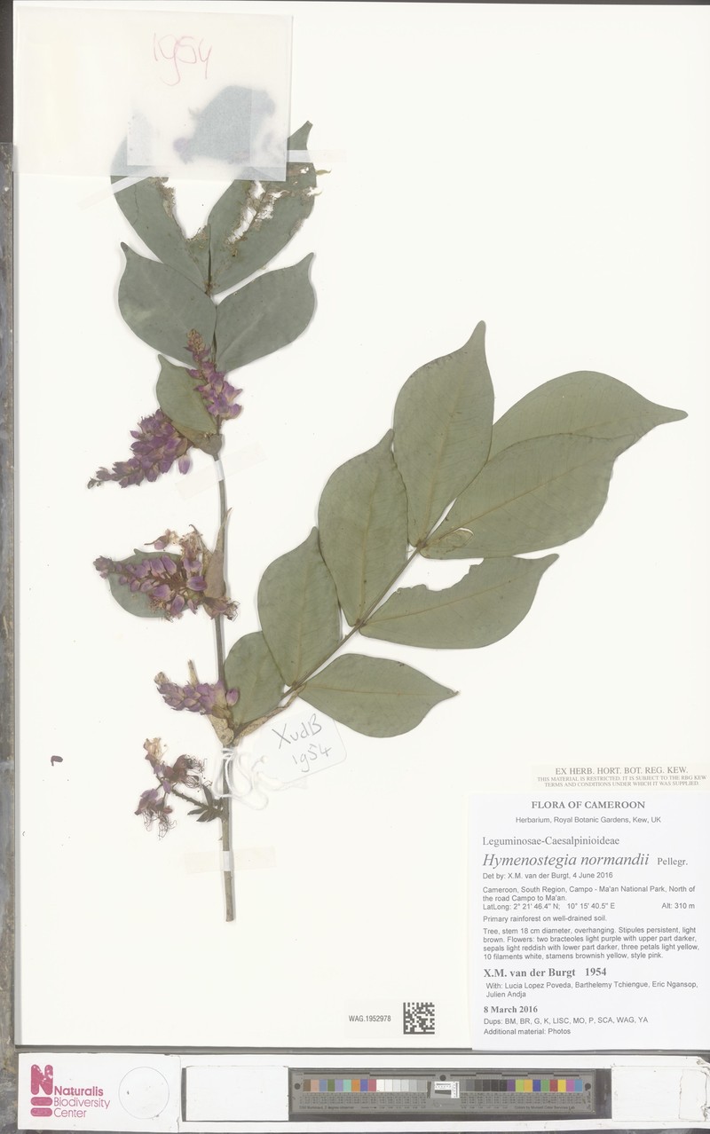 Hymenostegia normandii photo 2