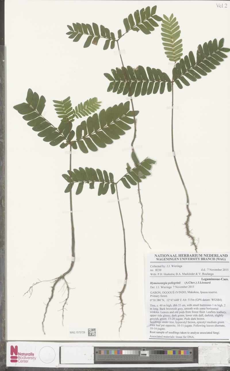 Hymenostegia pellegrinii