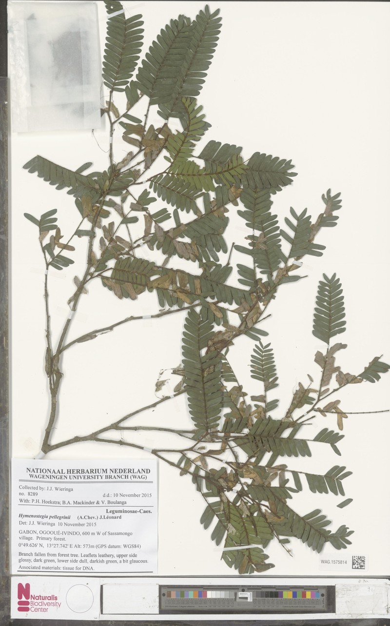 Hymenostegia pellegrinii photo 2