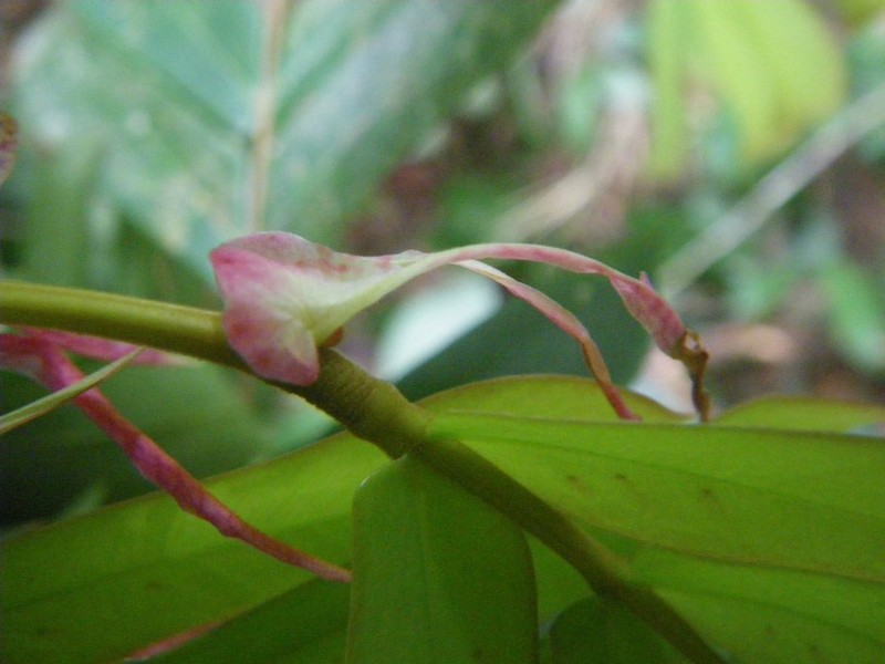 Hymenostegia robusta