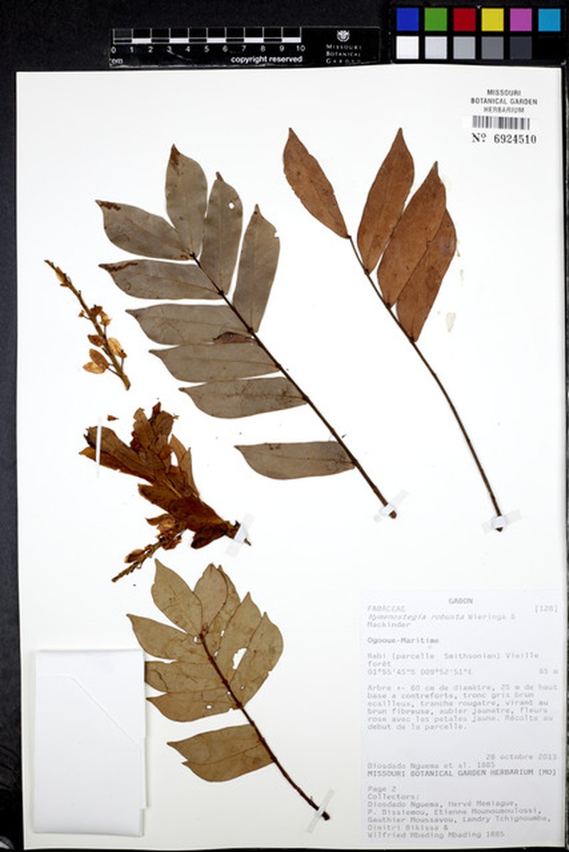 Hymenostegia robusta photo 2