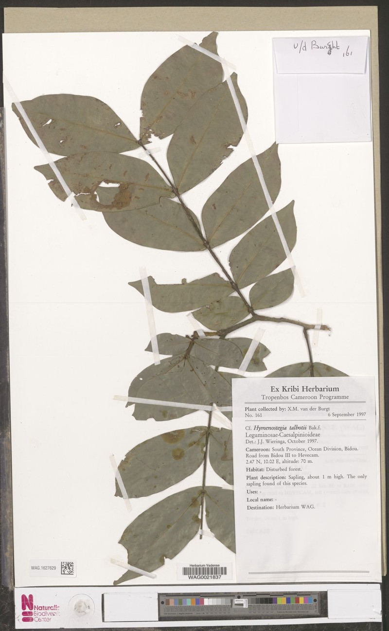 Hymenostegia talbotii
