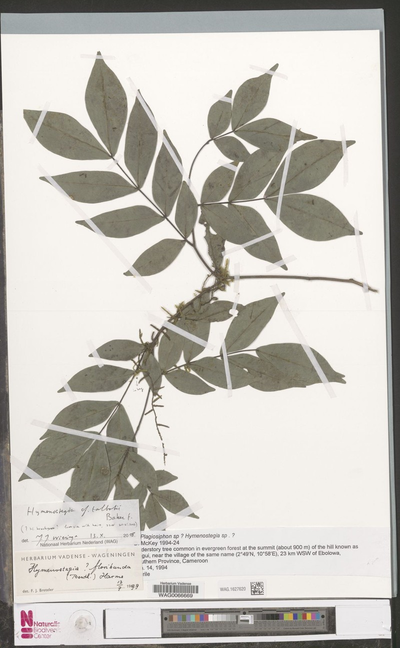 Hymenostegia talbotii photo 2