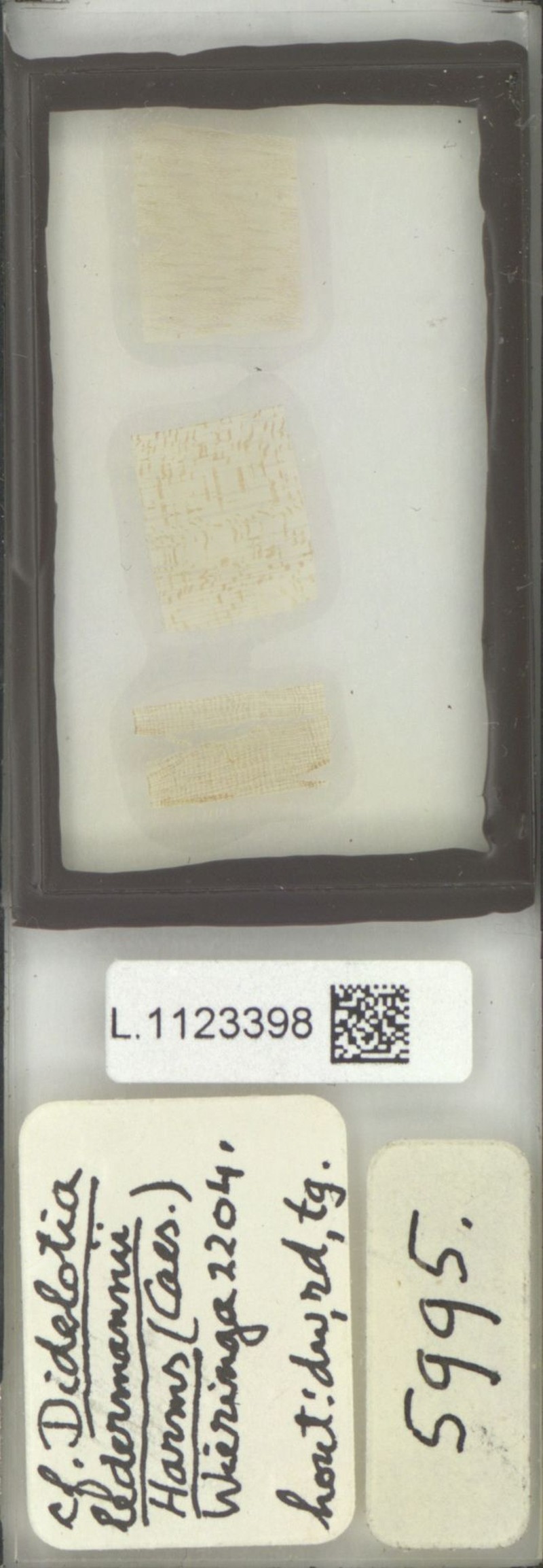 Hymenostegia talbotii photo 3