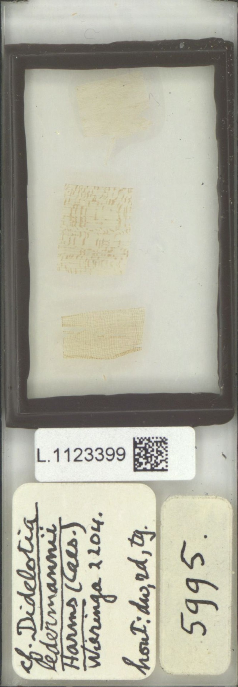 Hymenostegia talbotii photo 4