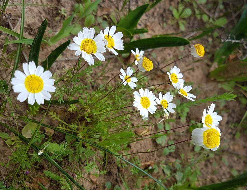 Hymenostemma pseudanthemis photo 4