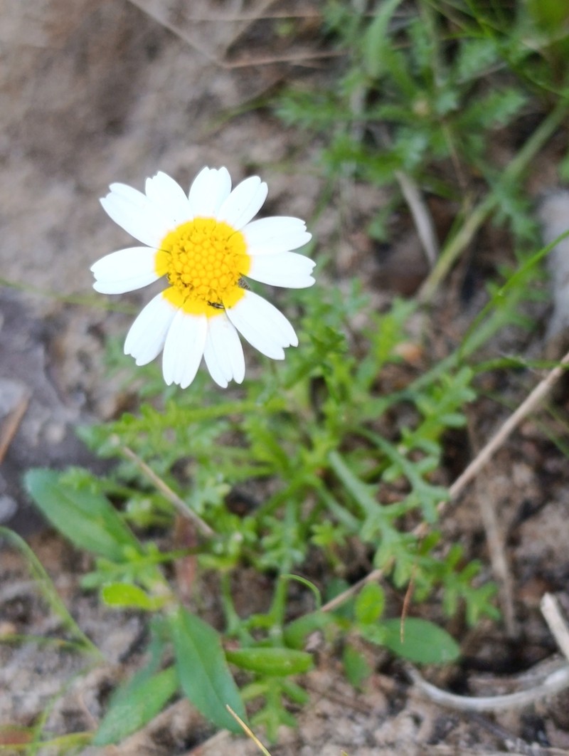 Hymenostemma pseudanthemis photo 5
