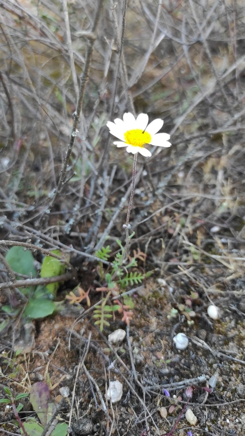 Hymenostemma pseudanthemis photo 6