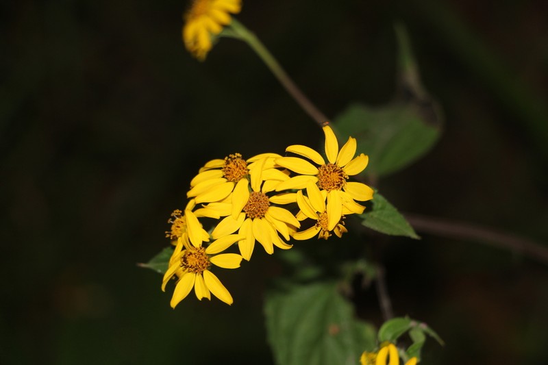 Hymenostephium anomalum