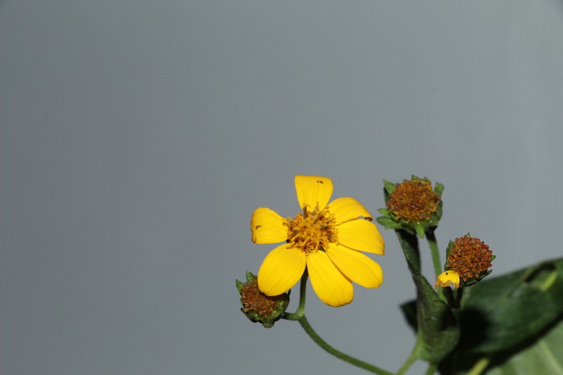 Hymenostephium anomalum photo 3