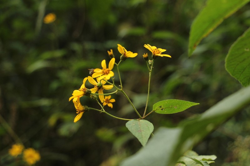 Hymenostephium anomalum photo 4