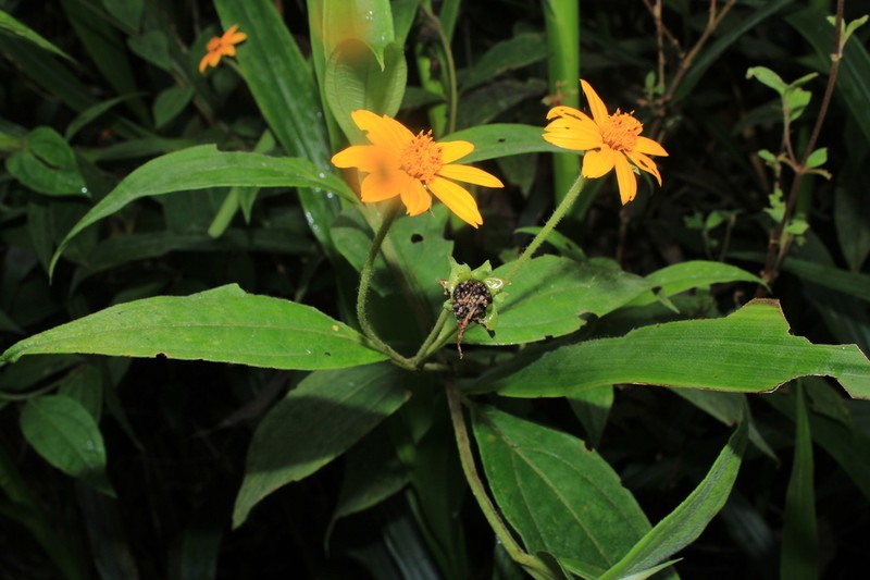 Hymenostephium anomalum photo 5