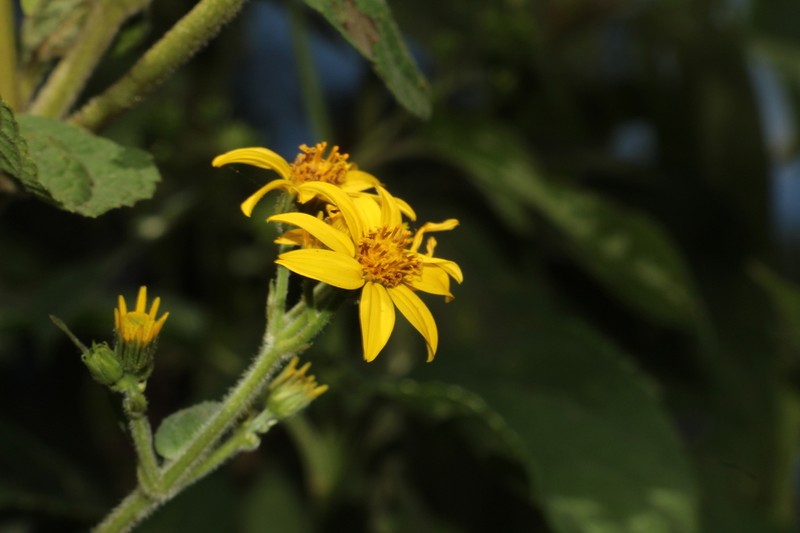 Hymenostephium anomalum photo 8