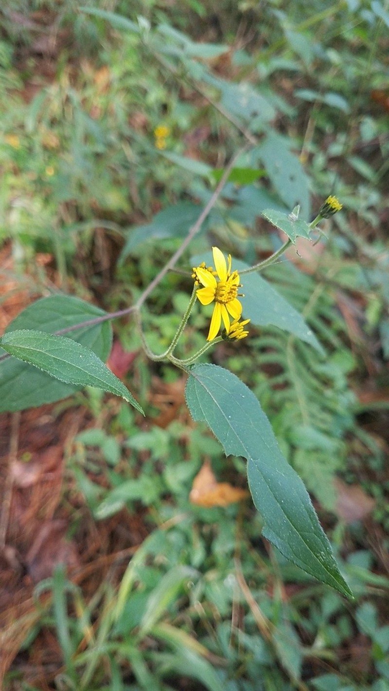 Hymenostephium cordatum photo 3